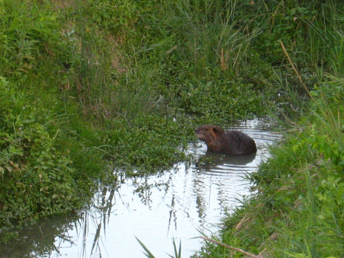 nutria