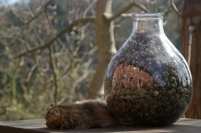 vaso gatto casa