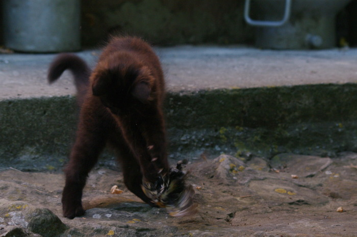 gattina con uccellino