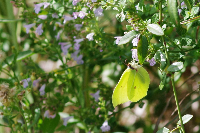 cedronella (Gonepteryx rhamni)