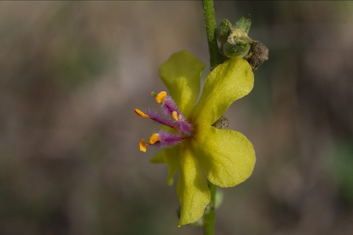 Verbascum nigrum