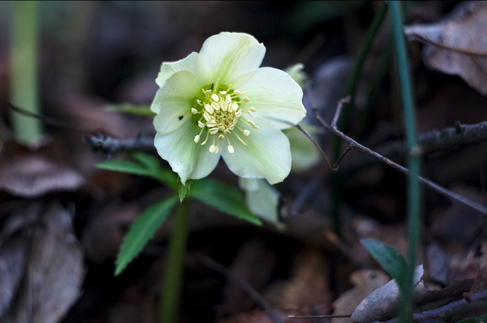 Helleborus foetidus