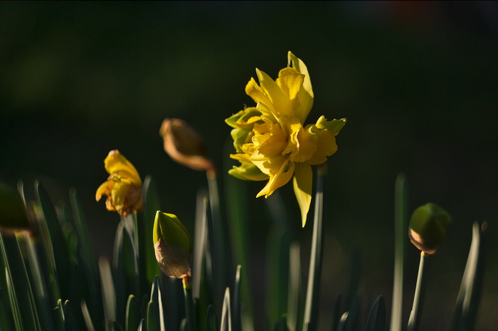 narciso