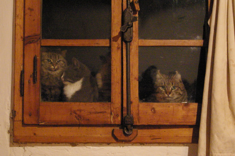 gatti nella finestra