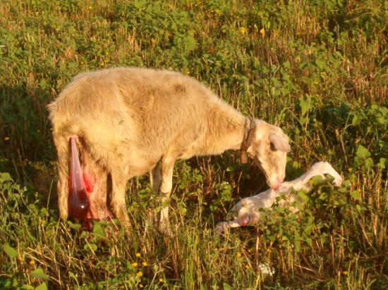 parto agnello