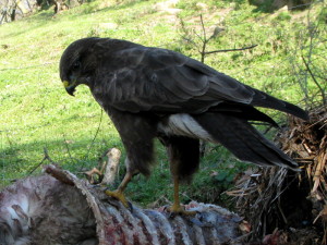 poiana (Buteo buteo) a mangiare